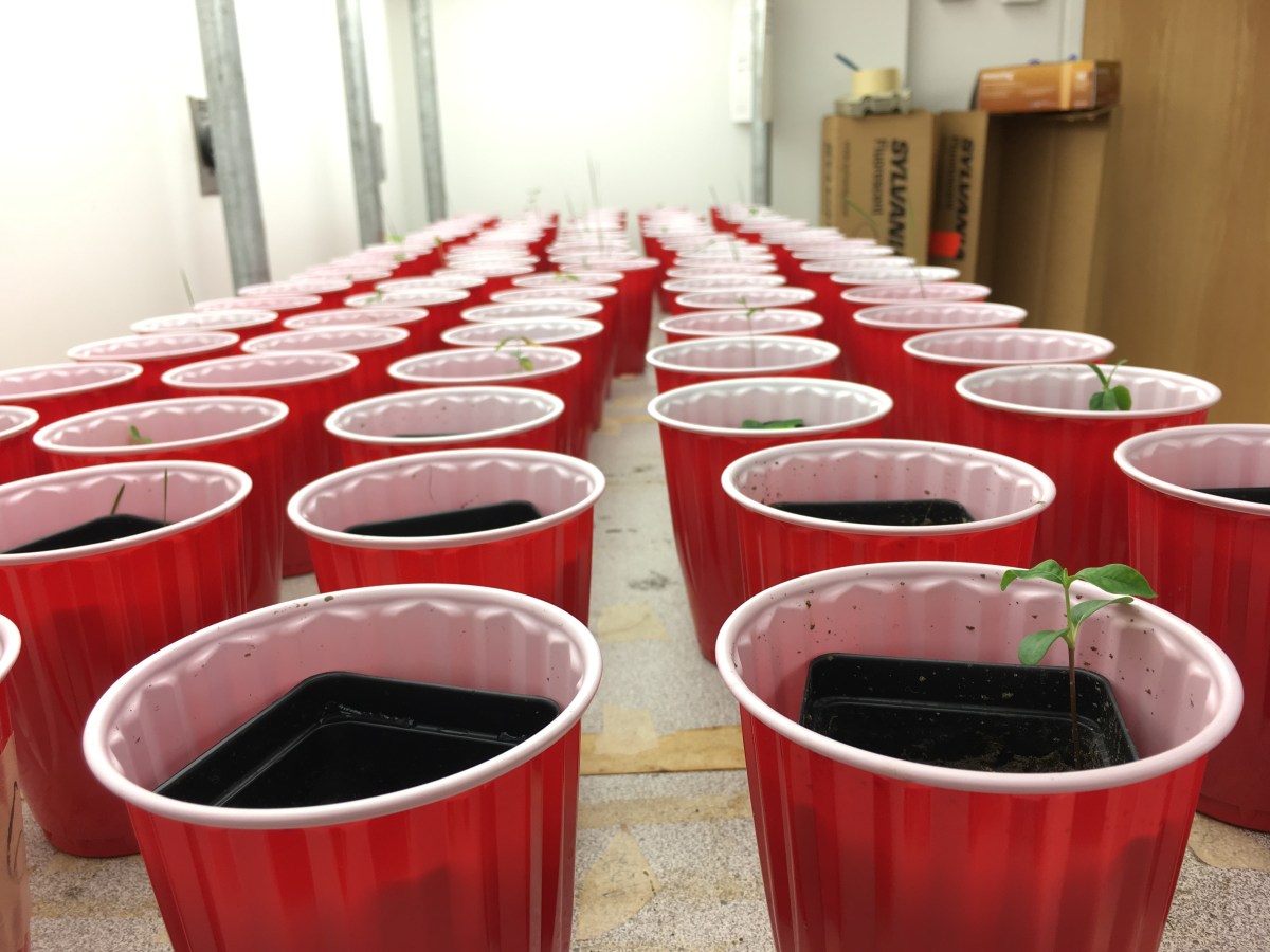 RESEARCH – CUBES Lab